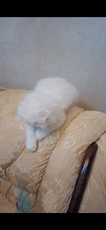 Pişiklər: Şotland, Erkək, Dişi — 30