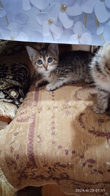 сиамский кот сколько стоит: Котята в добрые и заботливые руки от кошки крысоловки Проглистованы,от