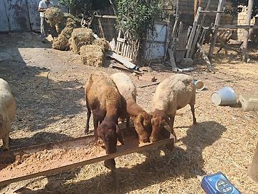 simmental inək cinsi: Qoyunlar – ana sürü üçün - Növ: yerli ətlik-quyruqlu qoyunlar - Say — 7