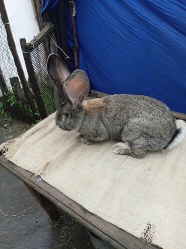 мех кролика: Продаю | Кролик самец | Ризен | Для разведения | Племенные