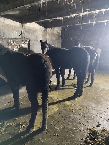 Лошади, кони: Продаю | Жеребенок | Для разведения | Племенные — 6