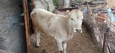 Коровы, быки: Продаю | Тёлка | Для разведения, Для молока