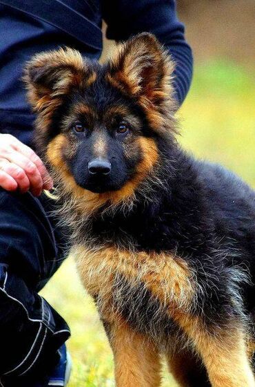 İtlər: Alman çoban iti, 2 ay, Erkek, Sənədli, Pulsuz çatdırılma — 30