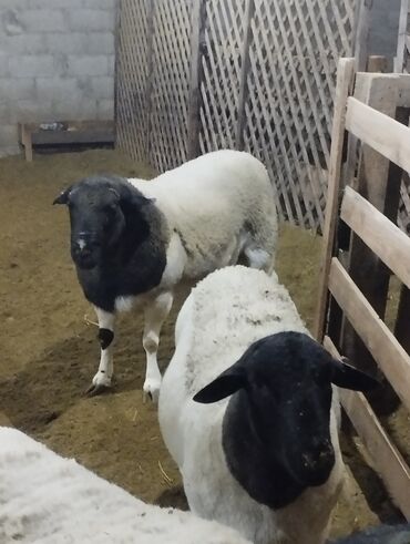 Бараны, овцы: Продаю | Баран (самец) | Для разведения | Племенные — 1