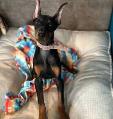 İtlər: Doberman, 3 ay, Erkek, Peyvəndli, Ödənişli çatdırılma, Ünvandan götürmə