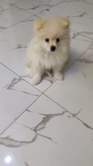 itlət: Şpitz, 6 ay, Dişi