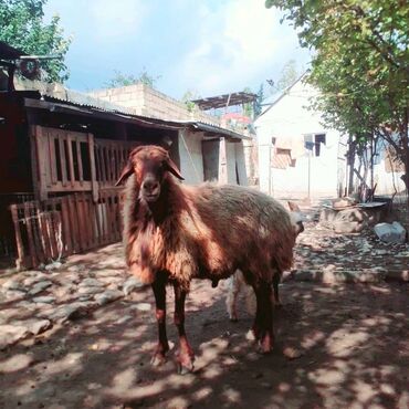 Qoyunlar, qoçlar: Erkək, Qala, il: 1, 75 kq, Damazlıq, Ünvandan götürmə