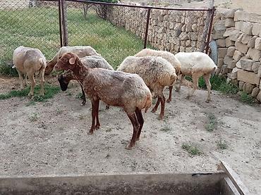 Qoyunlar, qoçlar: Ətlik biri boğaz di cavandi — 9