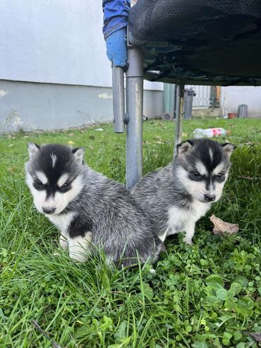 Psi: Sibirsky haski štenci - Leglo prelepih štenaca sibirskog haskija na lalafo.rs — 6 Psi: Sibirsky haski štenci - Leglo prelepih štenaca sibirskog haskija — 6