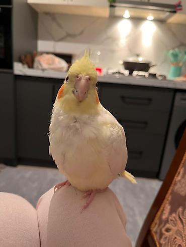 qus sesleri: Nimfa (Cockatiel) papağanı – sarı-ağ rəngli, yanaqlarında narıncı — 1