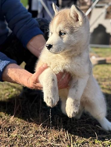 Продажа собак: Хаски, 1 месяц, Самка — 4