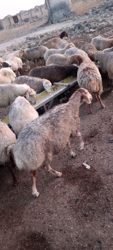 Qoyunlar, qoçlar: Dişi, il: 5, 55 kq, Ətlik, Ünvandan götürmə — 11