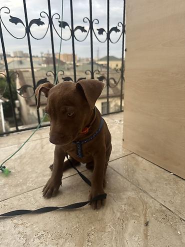Pitbul, 2 ay, Dişi, Peyvəndli, Ünvandan götürmə