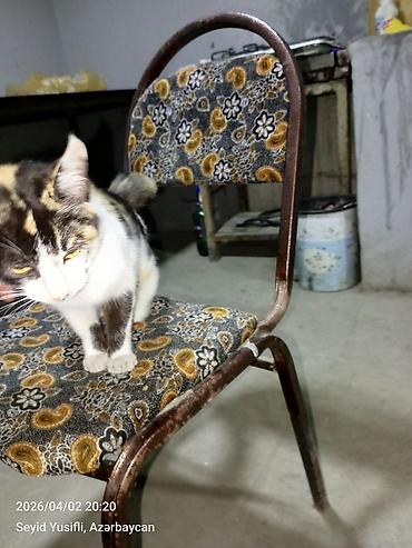 Pişiklər: Dişi, Yaxşı əllərə — 3