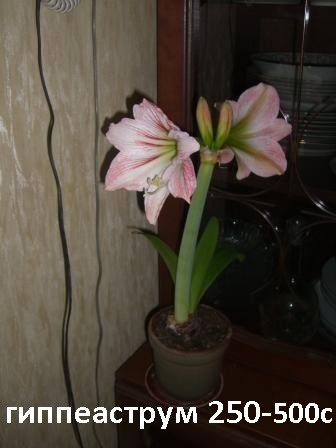 Другие комнатные растения: Гиппеаструмы - розово-белый и красный. Цвести будут весной-в