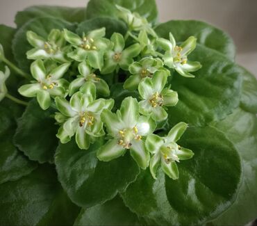 Фиалки и глоксинии: 🌱🌺🌱 Продаю сортовые ДЕТКИ стандартных, трейлерныхмини и полумини — 21