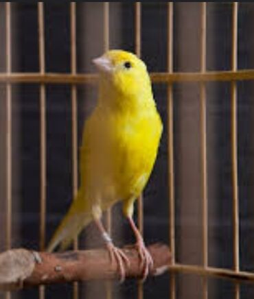 домашняя птица: Канарейки жёлтый поющий самец