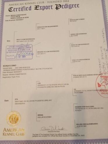 Psi: Nemački kratkodlaki ptičar, štenci Na prodaju štenci Nemačkog — 8
