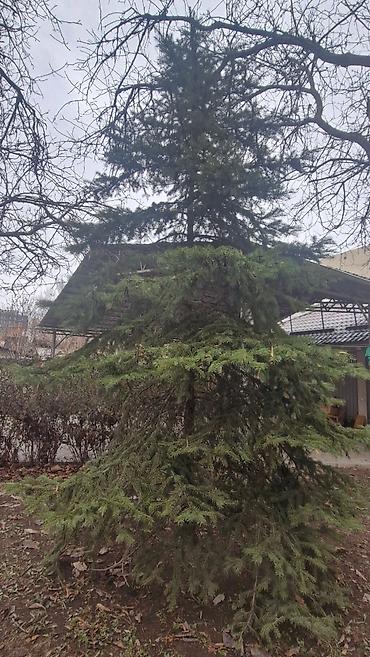 Другие товары для дома и сада: Продаю деревья Орех 5шт. Многолетние, по 40лет и более. Под само-спил — 7