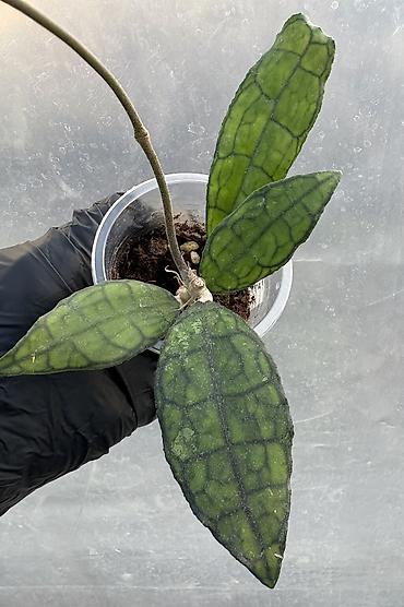 Хойи: Продаю хойи. Цены от 250 до 2000сом — 8