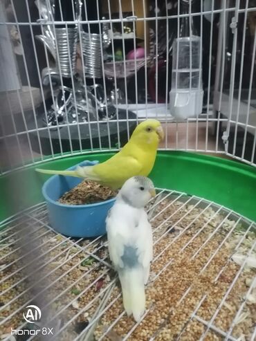 Tutuquşları: Papuqaylar 9azn Papuqay qəfəsləri 9azn Təzə qəfəslərdi 9-azn -da lalafo.az — 26 Tutuquşları: Papuqaylar 9azn Papuqay qəfəsləri 9azn Təzə qəfəslərdi 9-azn — 26