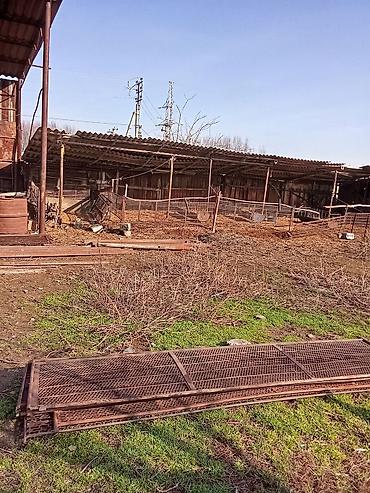 Продажа коттеджей и домов: Продам дом село Манас, участок 24соток хоз постройки баня сарай — 8