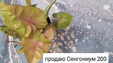 болгарка 180 цена бишкек: Продаю цветы — 4