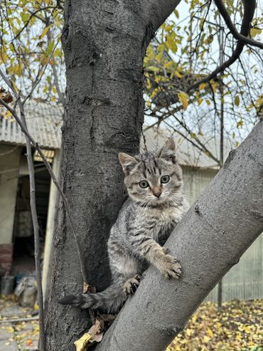 Отдам даром кошку: Отдаем даром котят в хорошие руки! Полосатый мальчик, черные мальчик