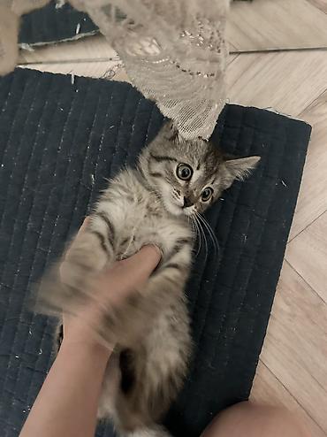 Отдам даром кошку: 1 месяц, Девочка — 8