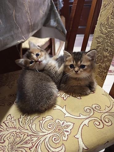 Pişiklər: Britan, Yaxşı əllərə — 3