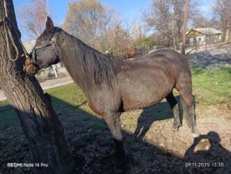 дойный коза: Сатам | Бээ (ургаачы) | Союуга, Көбөйтүү үчүн