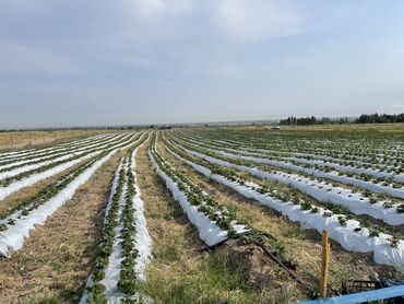 оборудование для кафе бу: Кулпунай таала сатылат 1 гектар 50.000 альбион турция май 2024
