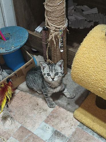 котята шотландской породы: Скотиш Страйт (Шотландская прямоухая), 2 месяца, Девочка, Серебристая шиншилла — 8