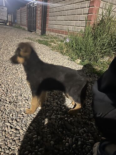 карликовый пудель бишкек: Немис овчаркасы, 2 айлык, Ургаачы