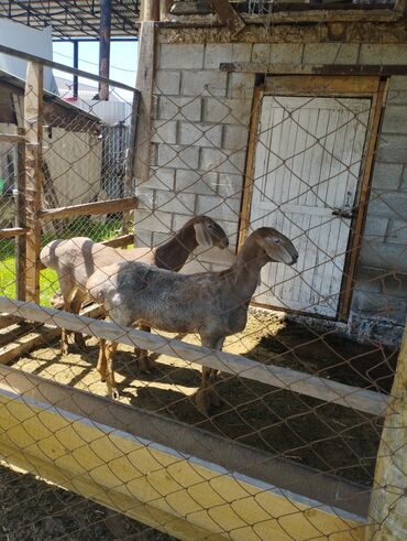 ангорская коза: Продаю | Ягненок | Арашан | Для разведения | Матка