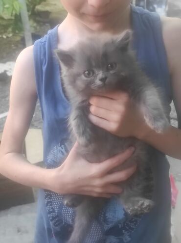 Коты: Продаю шатланского мальчика г Ош