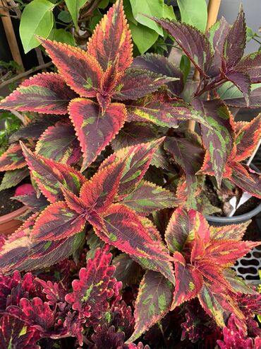 Другие виды семян и саженцев: Колеусы есть в стаканчиках и большие — 8