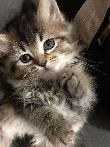 Продажа кошек: 🎁 Полностью домашние, к лотку и миске приучены (ну, почти — они — 9