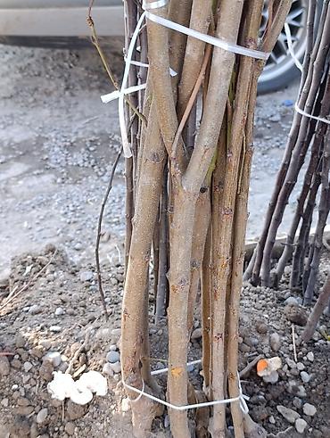 Яблоня: Саженцы плодовых деревьев (осенне-весенняя посадка) Ассортимент по — 5