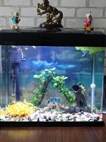 купить аквариумных рыбок в бишкеке: Продам заводской аквариум на 60 литров, полностью укомплектован с
