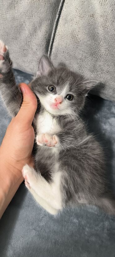 cins ineklerin qiymeti: Erkək, Yaxşı əllərə
