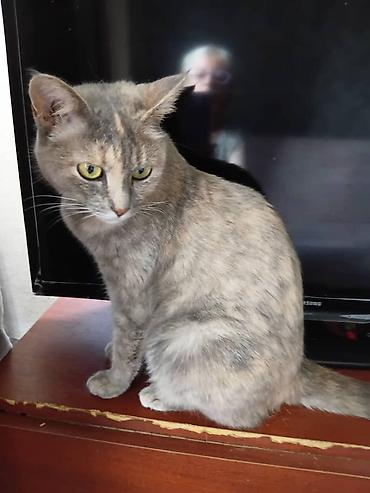 в добрые руки кошки: Кошечка 1,5 года, стерилизованна, вакцинированна, к лотку приучена — 1