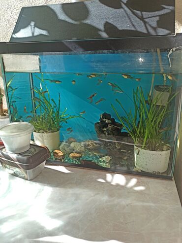 Рыбы: Продаю аквариум с рыбками