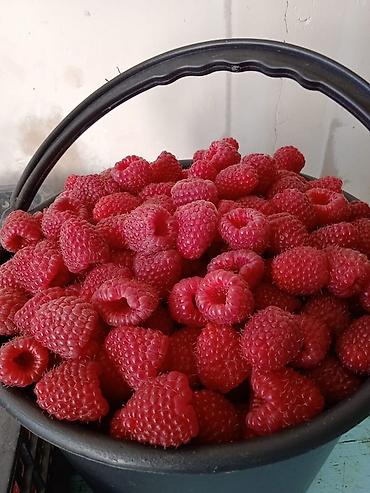 Фрукты и ягоды: Саженцы малины мапема полонез принимаю заказы на саженцы Малина — 4