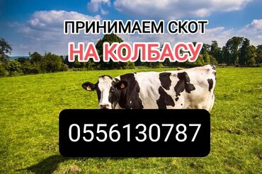 продаю индюка: Куплю | Лошади, кони, Другие с/х животные, Коровы, быки | Любое состояние, На откорм, Забитый