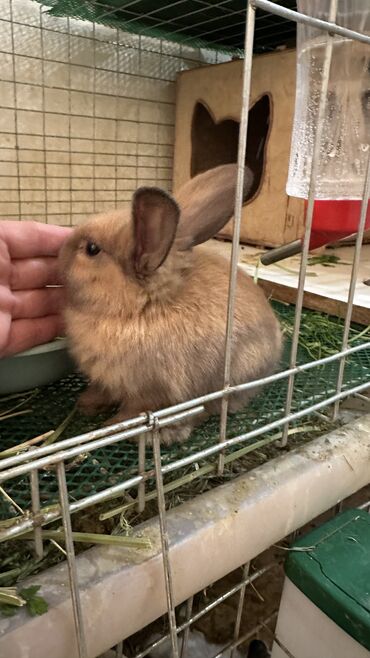 продам домик для кошки: 🥰Малышки, львиноголовые, чистопородные🐰🥰 12 июня исполнилось месяц🥰
