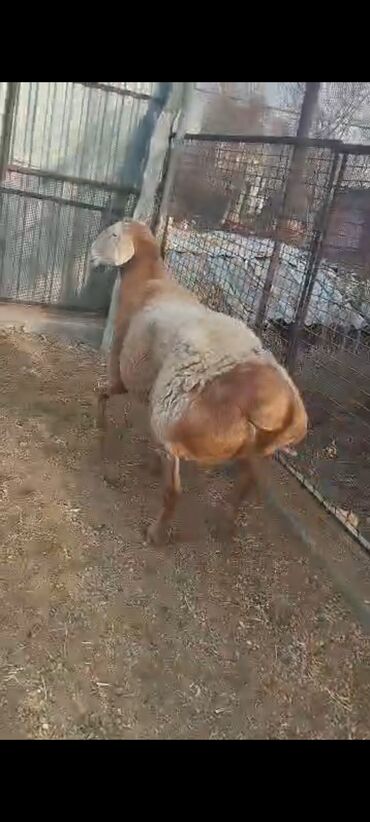 Бараны, овцы: Продаю | Овца (самка), Ягненок, Баран (самец) | Гиссарская, Арашан | На забой, Для разведения, Для шерсти — 1