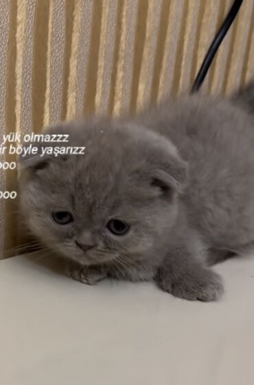 Pişiklər: Şotland yastı qulaq, Erkək, Dişi