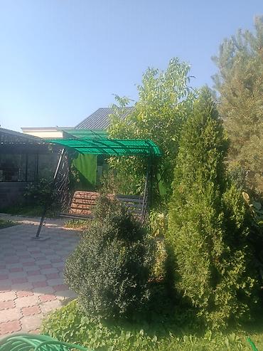 кара кленка: Продам дерево ореха. Одно маленькое 1000с. второе больше 3000. Но надо — 1