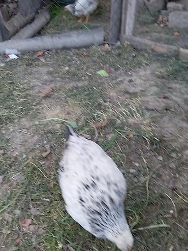 quşlar göyərçin: Məhsul: Qarışıq cins kənd toyuqları (ağ-qara ləkəli və qırmızı tünd — 4